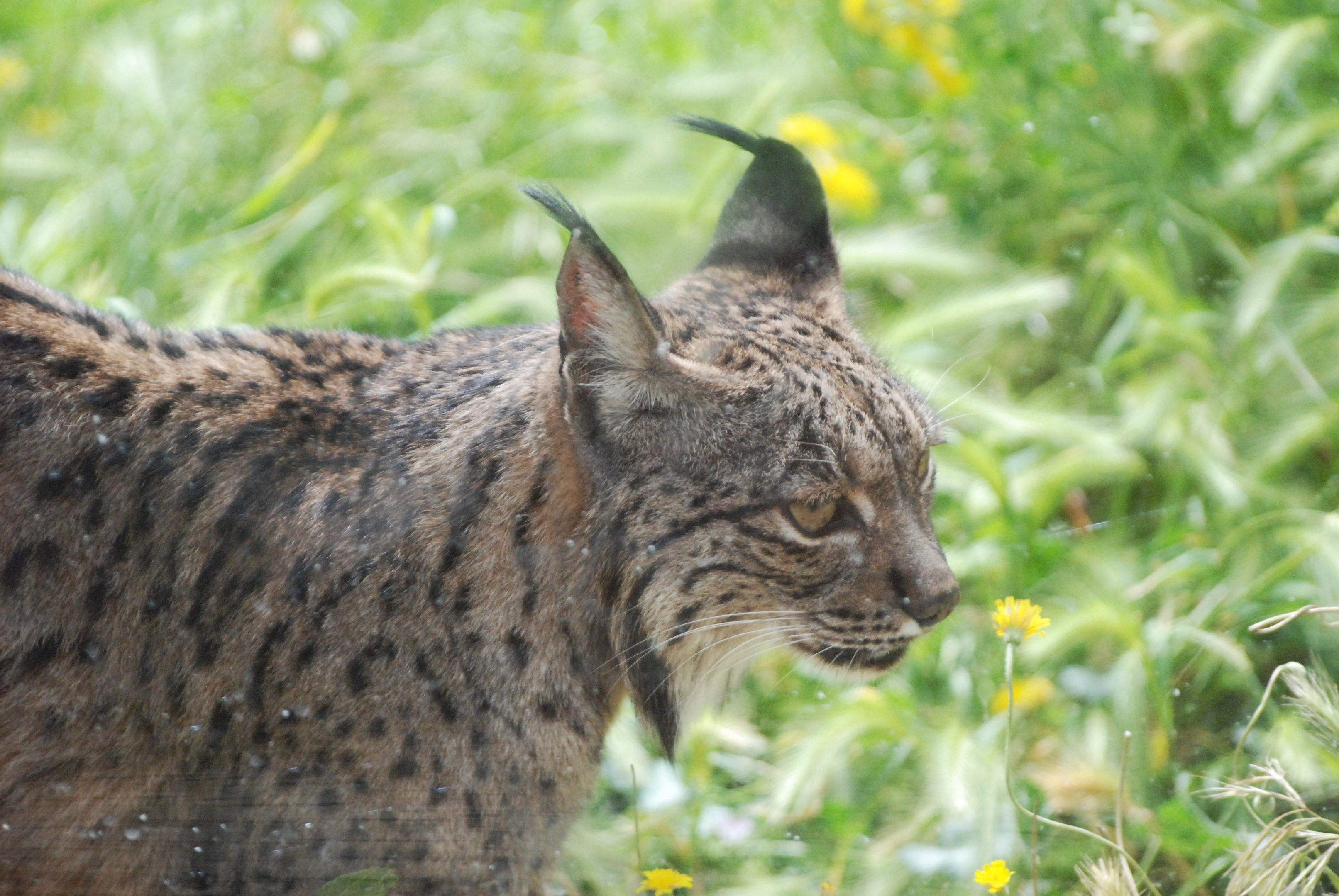Iberian Lynx at Zoo Aquarium de Madrid, 20th May 2022
