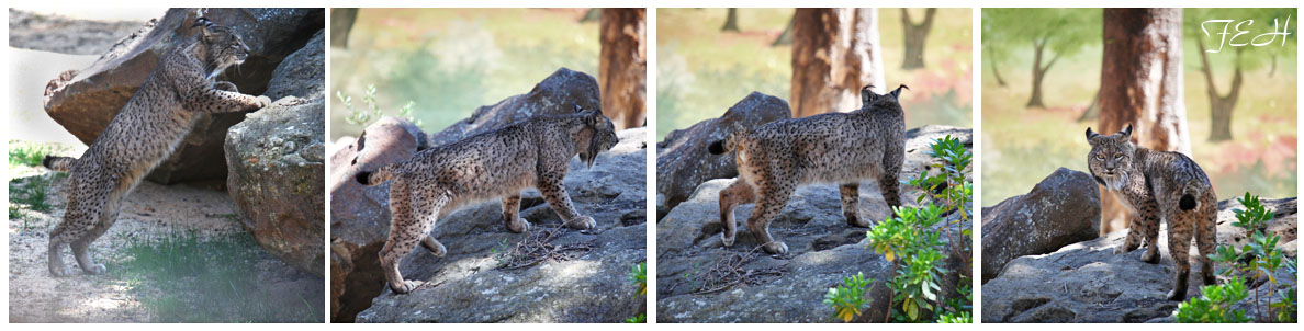 iberian lynx climbing rock