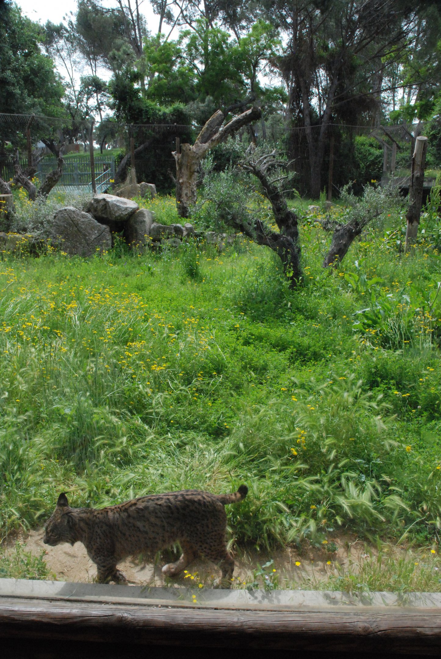Iberian Lynx Enclosure at Zoo Aquarium de Madrid, 20th May 2022