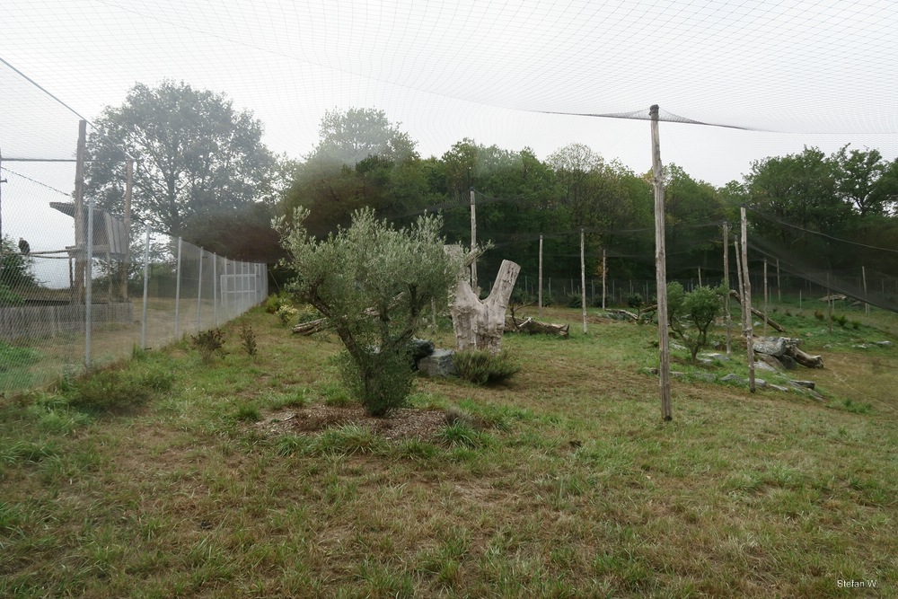 Iberian Lynx enclosure