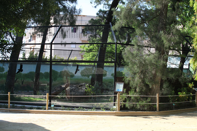 iberian lynx exhibit (left side)