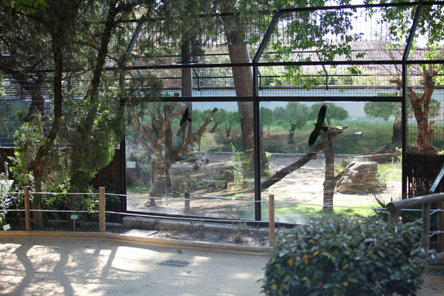 iberian lynx exhibit (right side)