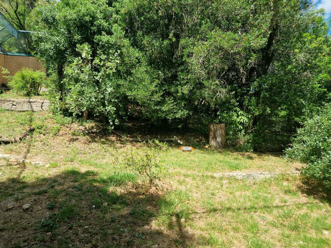Iberian lynx exhibit