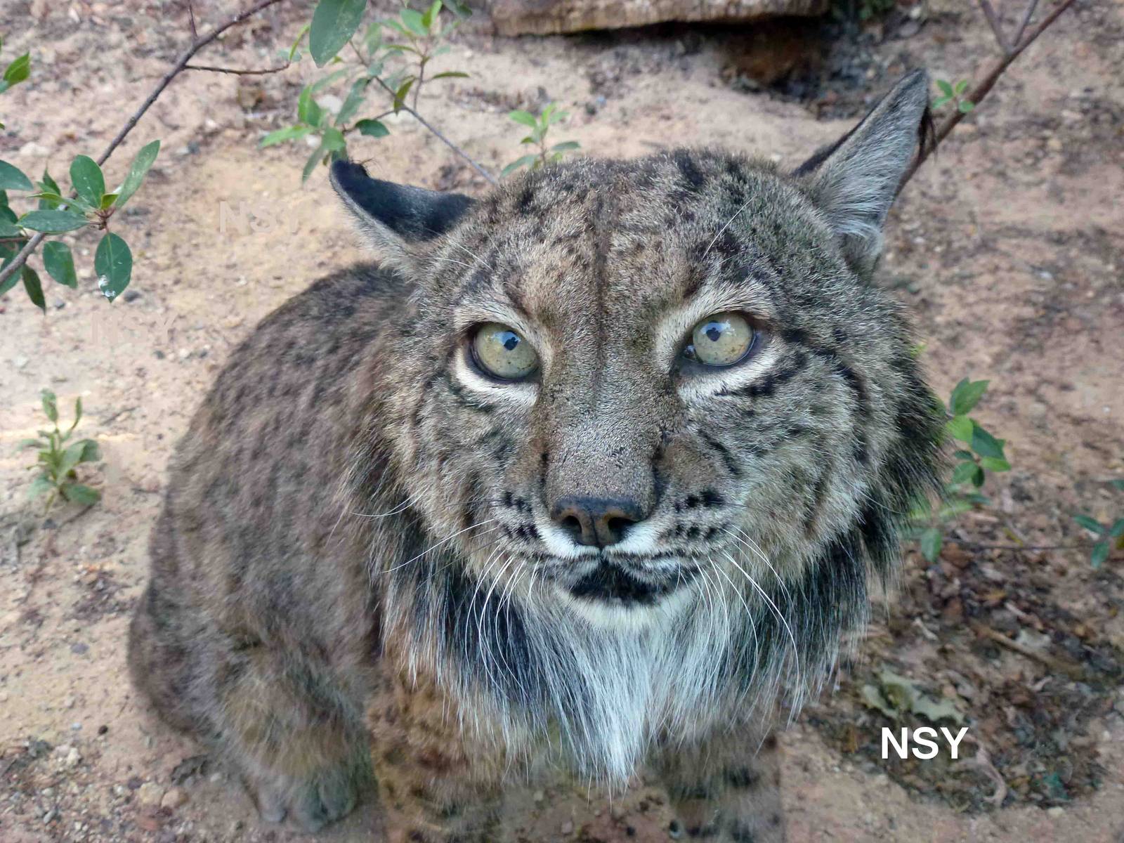 Iberian lynx, July 2013