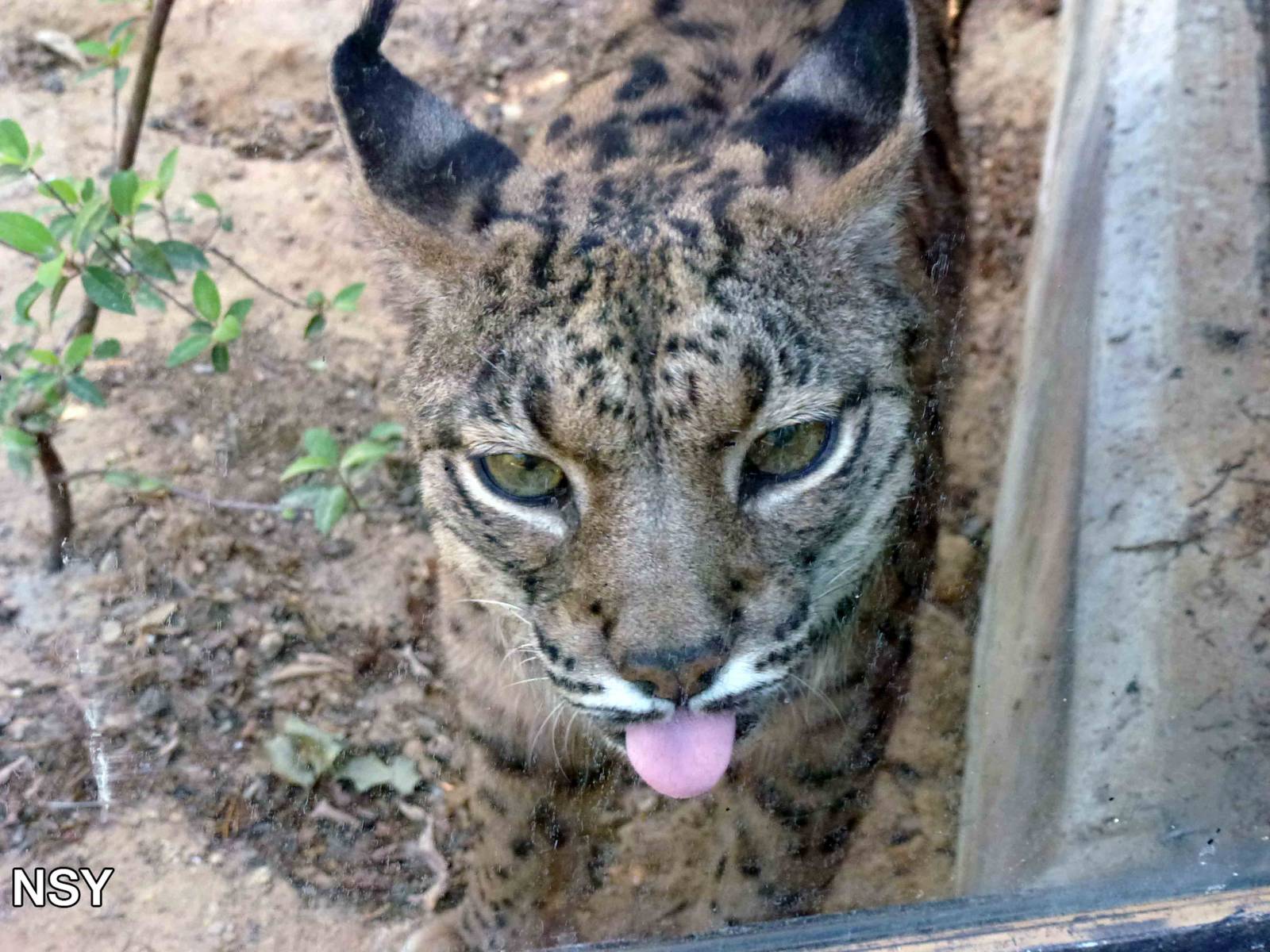 Iberian lynx, July 2013.
