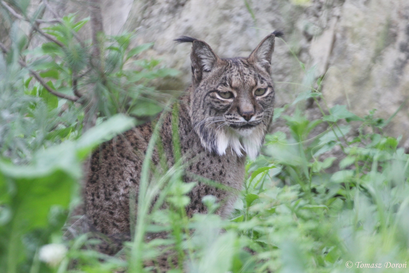 Iberian Lynx (Lynx pardinus), April 2016