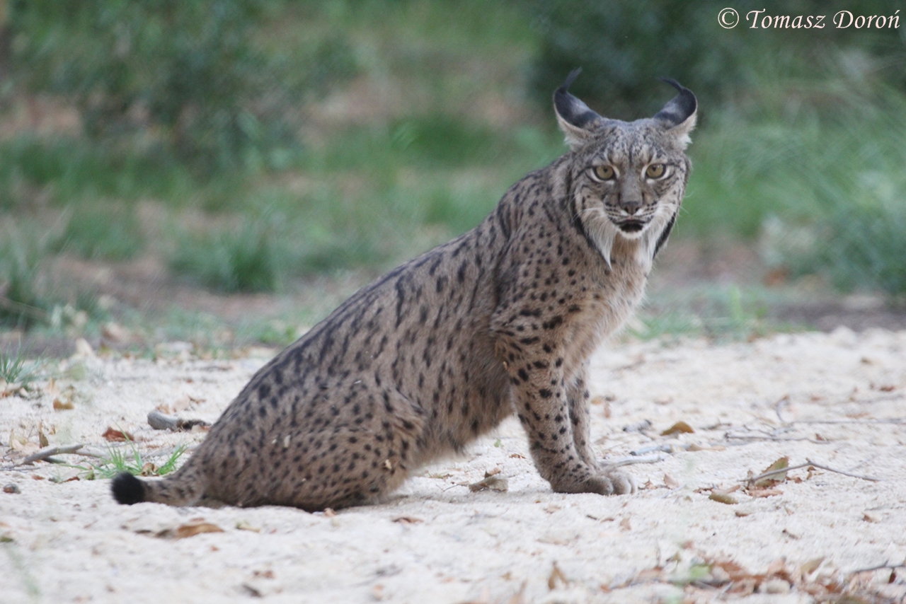Iberian Lynx (Lynx pardinus), August 2016