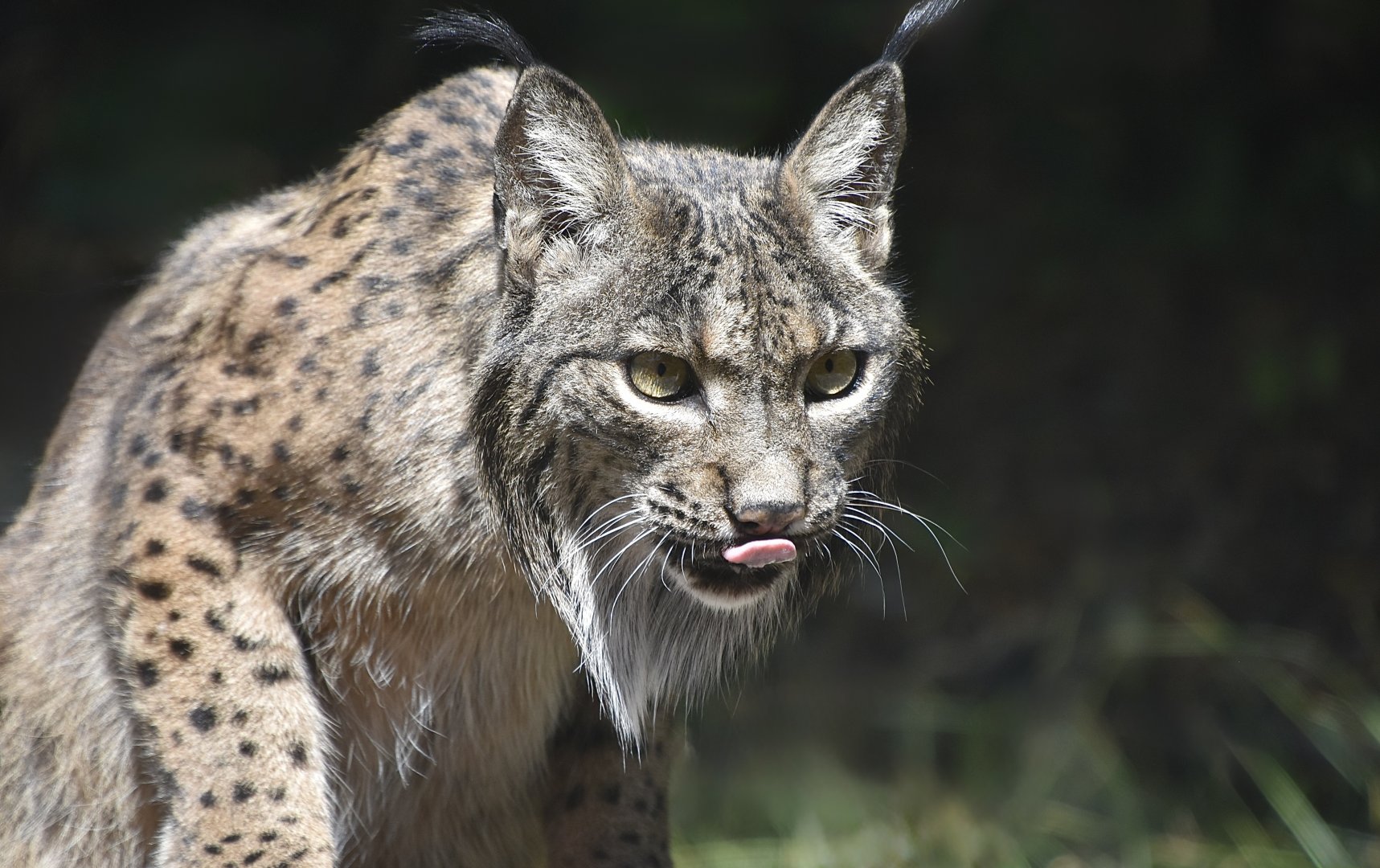 Iberian Lynx (Lynx pardinus) female - "Fabula"