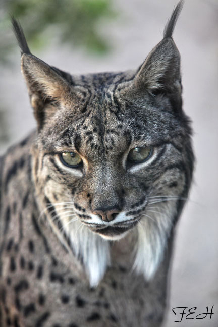 Iberian lynx (Lynx pardinus)