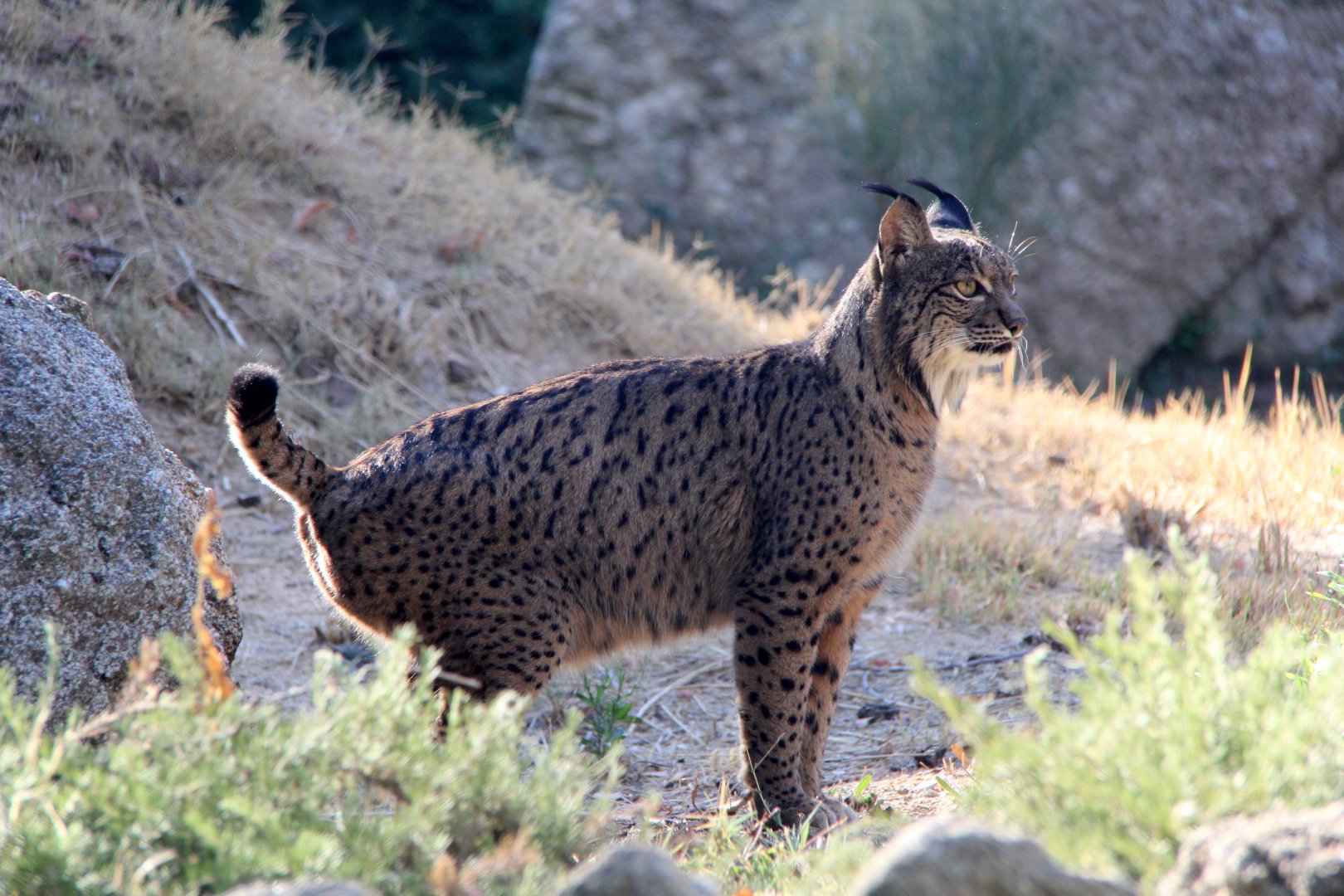 Iberian lynx (Lynx pardinus)