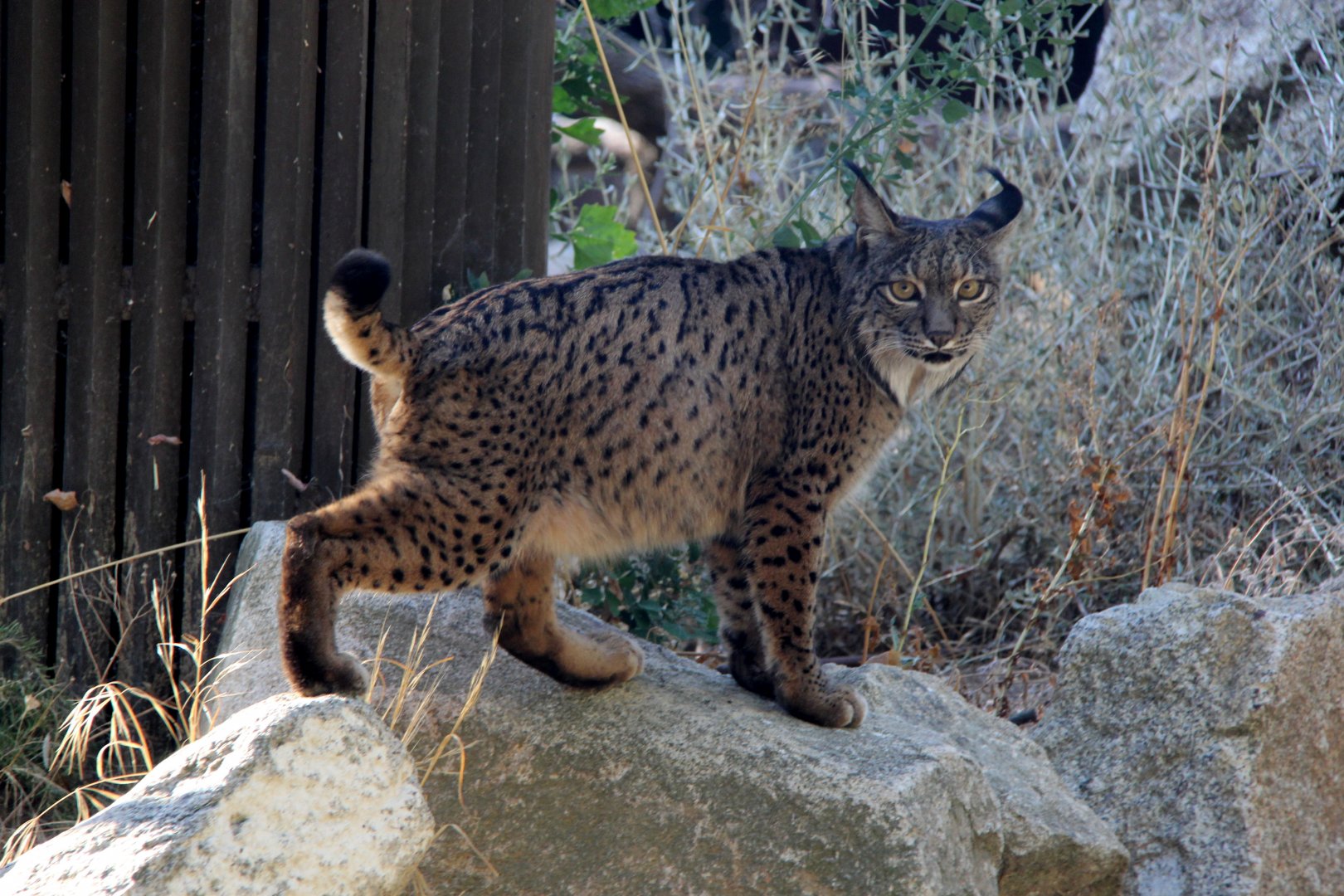 Iberian lynx (Lynx pardinus)