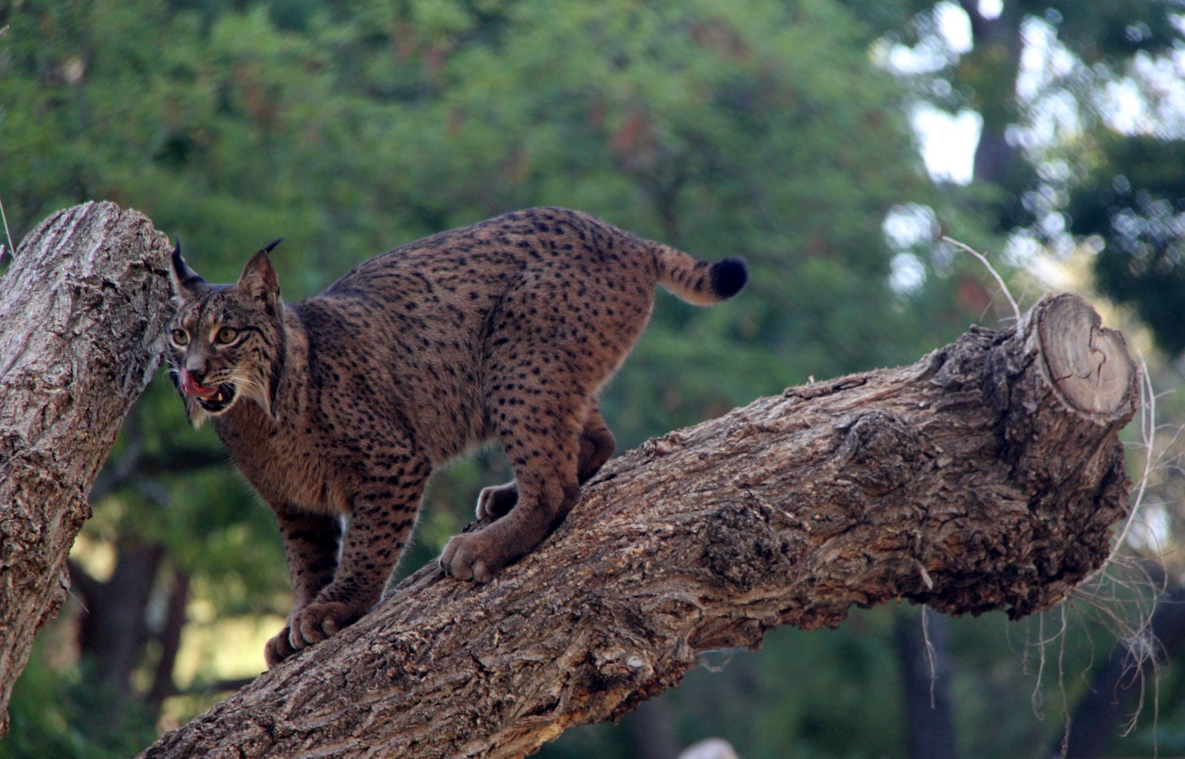 Iberian lynx (Lynx pardinus)