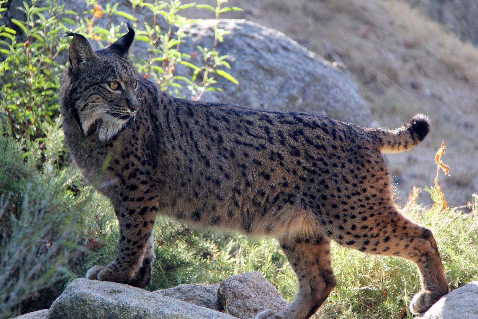 Iberian lynx (Lynx pardinus)