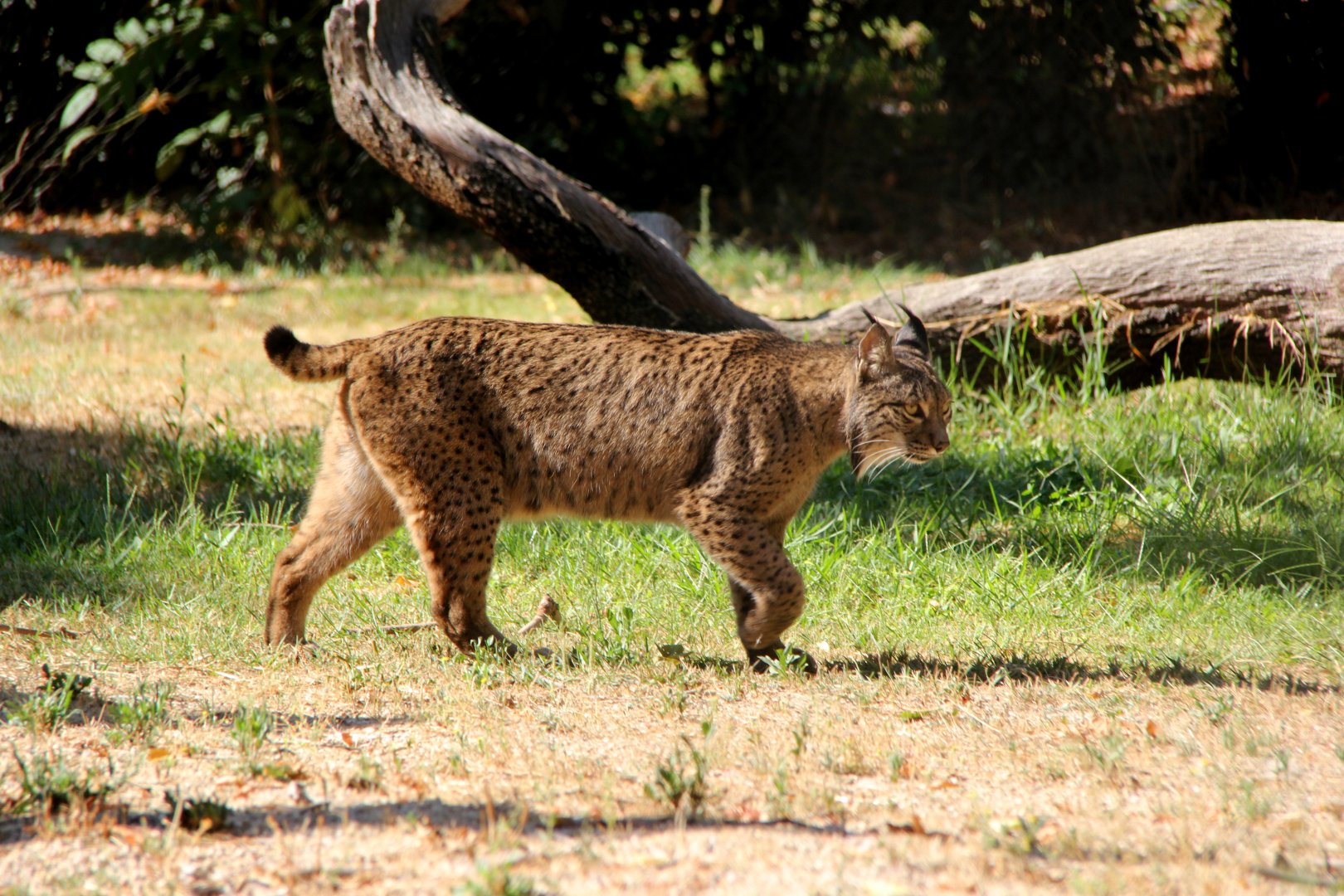 Iberian lynx (Lynx pardinus)