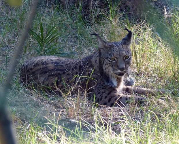 Iberian lynx (Lynx pardinus)