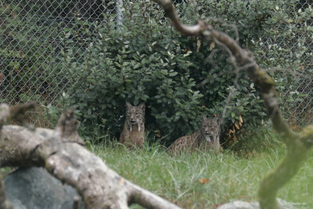 Iberian Lynx (Lynx pardinus)