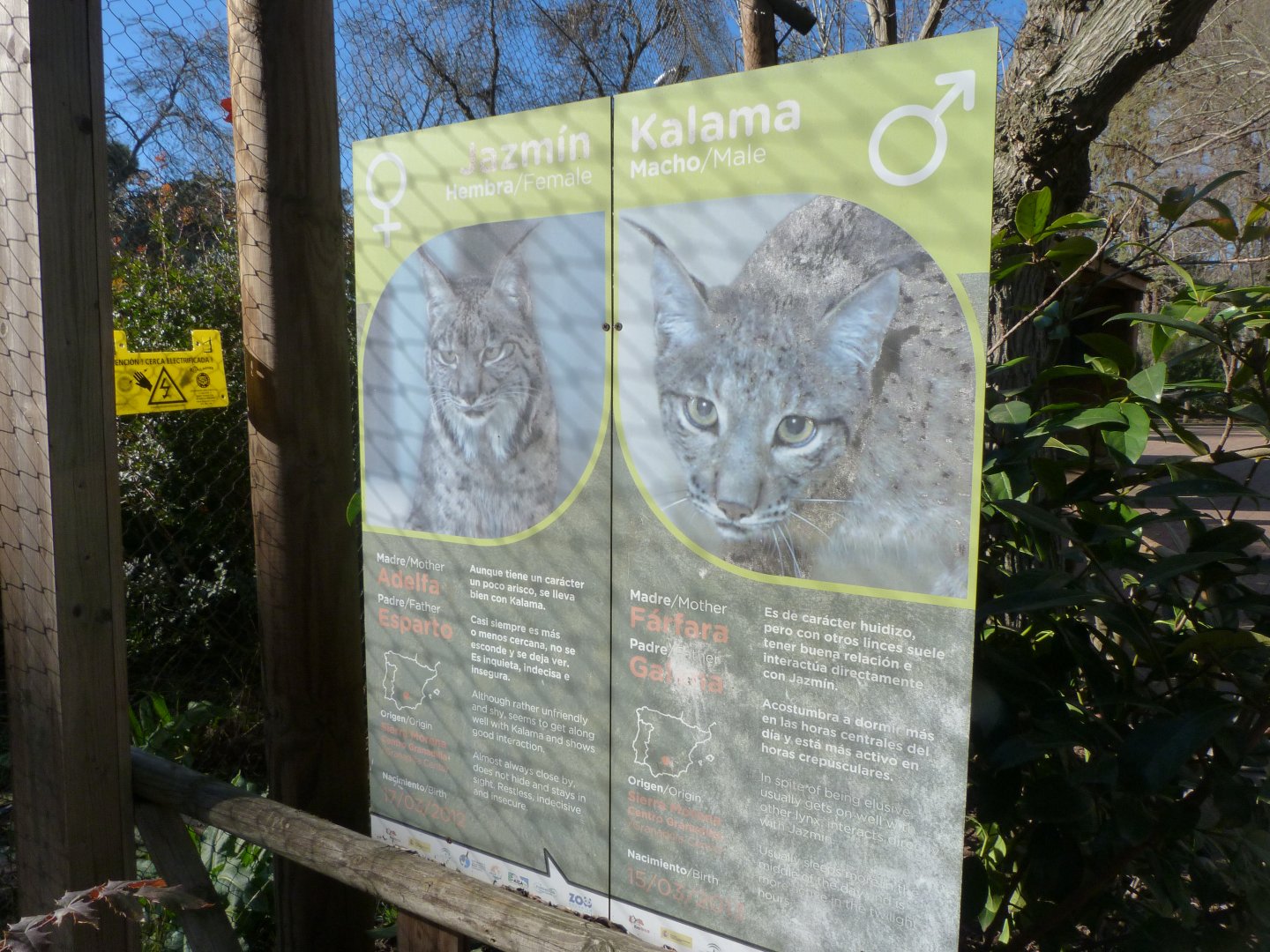 Iberian lynx signs -Zoo Aquarium de Madrid (2025)