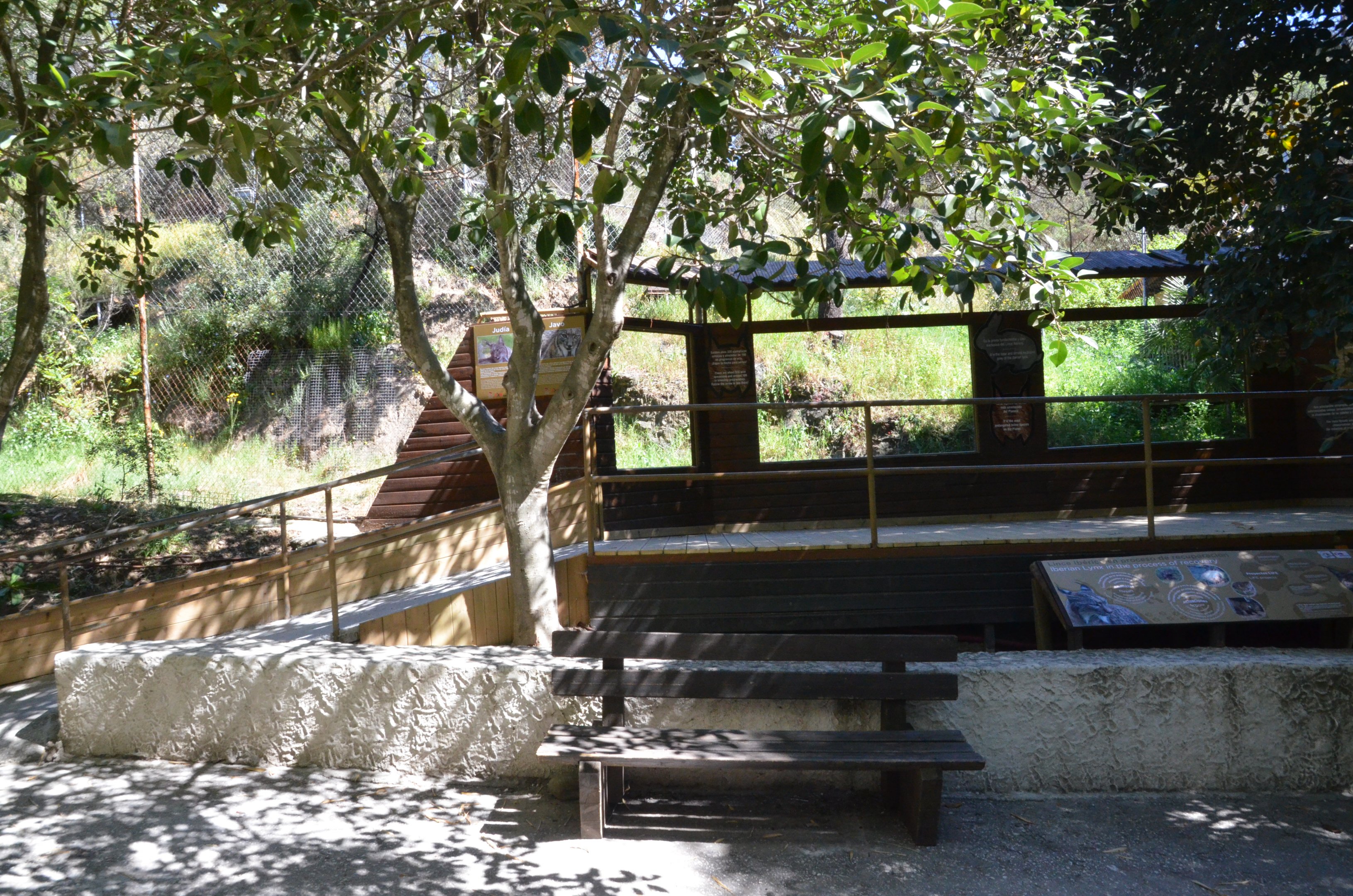 Iberian Lynx Viewing at Selwo Aventura, 13/03/19