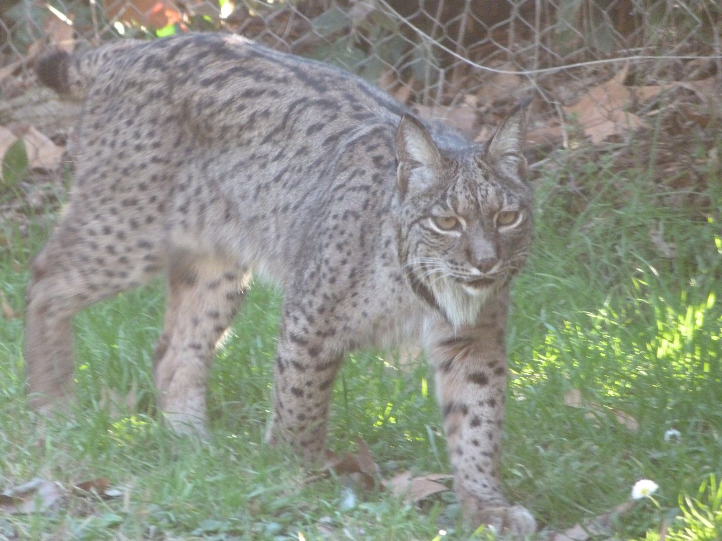 Iberian lynx -Zoo Aquarium de Madrid (2025)
