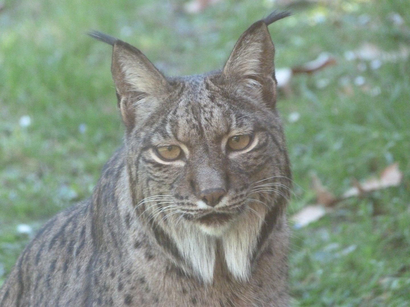 Iberian lynx -Zoo Aquarium de Madrid (2025)