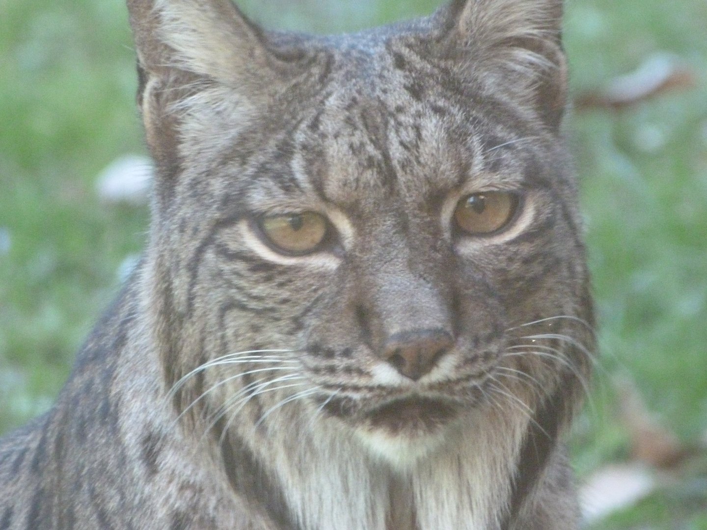 Iberian lynx -Zoo Aquarium de Madrid (2025)