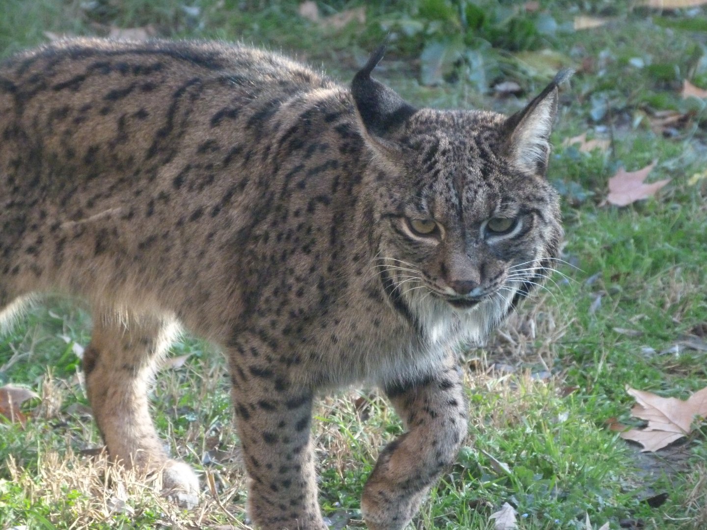 Iberian lynx -Zoo Aquarium de Madrid (2025)
