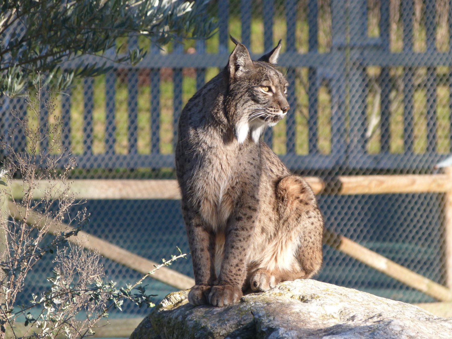 Iberian lynx -Zoo Aquarium de Madrid (2025)