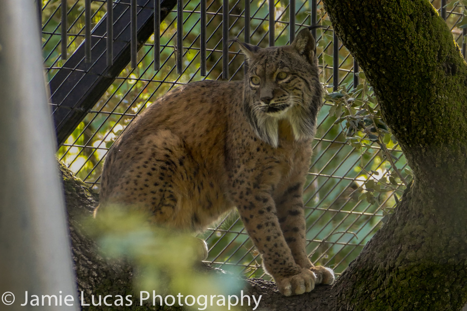 Iberian Lynx