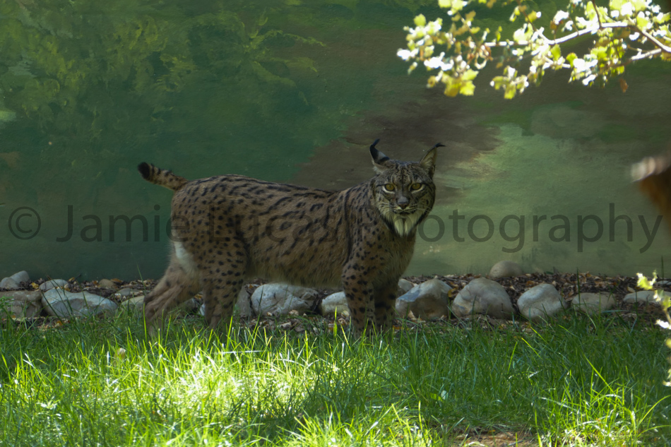 Iberian Lynx