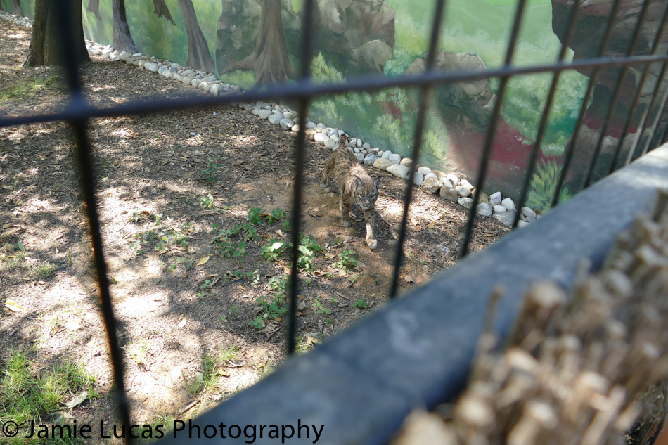 Iberian Lynx
