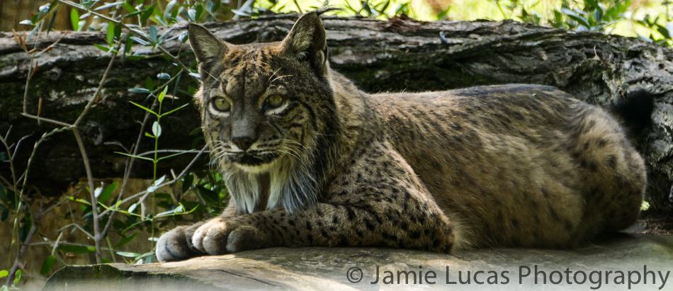 Iberian Lynx