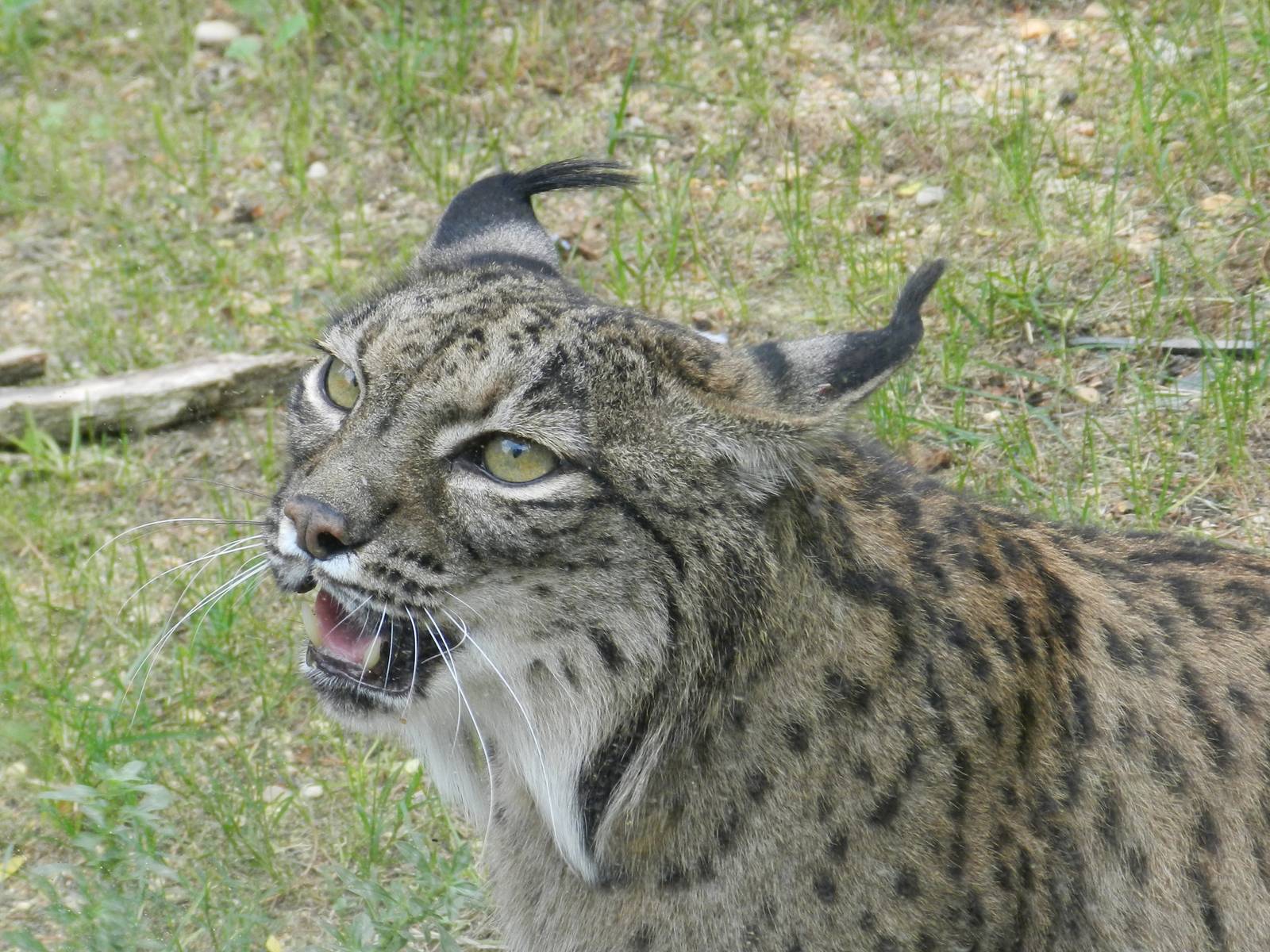 Iberian Lynx