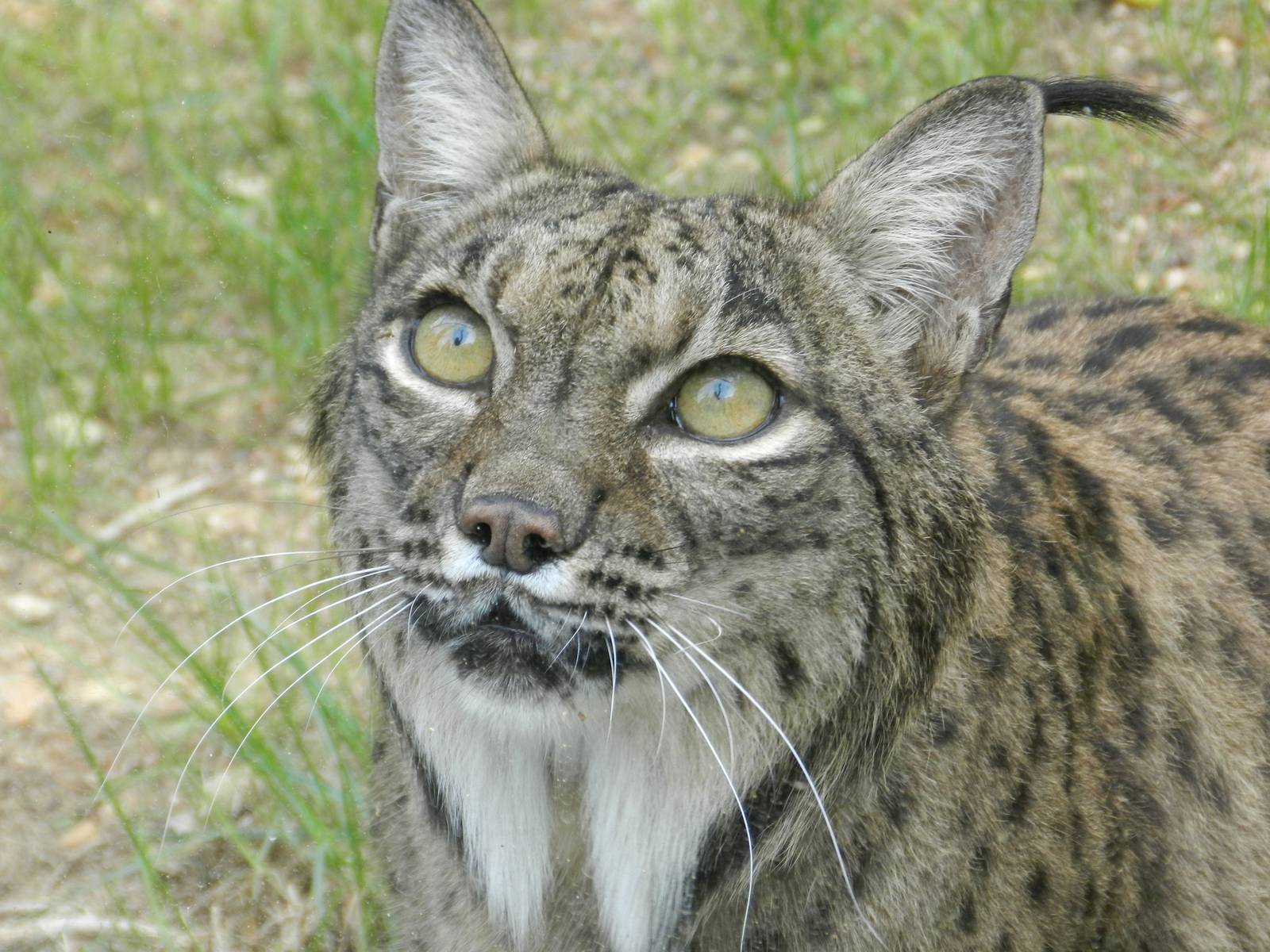 Iberian Lynx