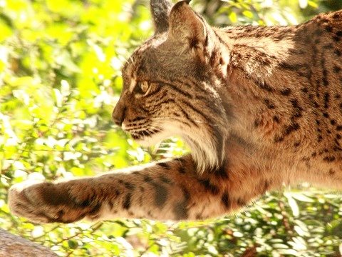 Iberian Lynx