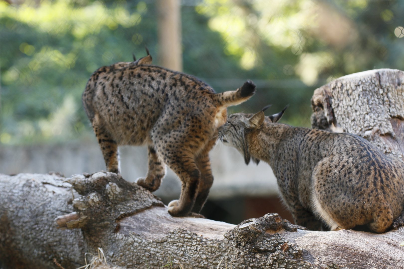 Iberian lynx
