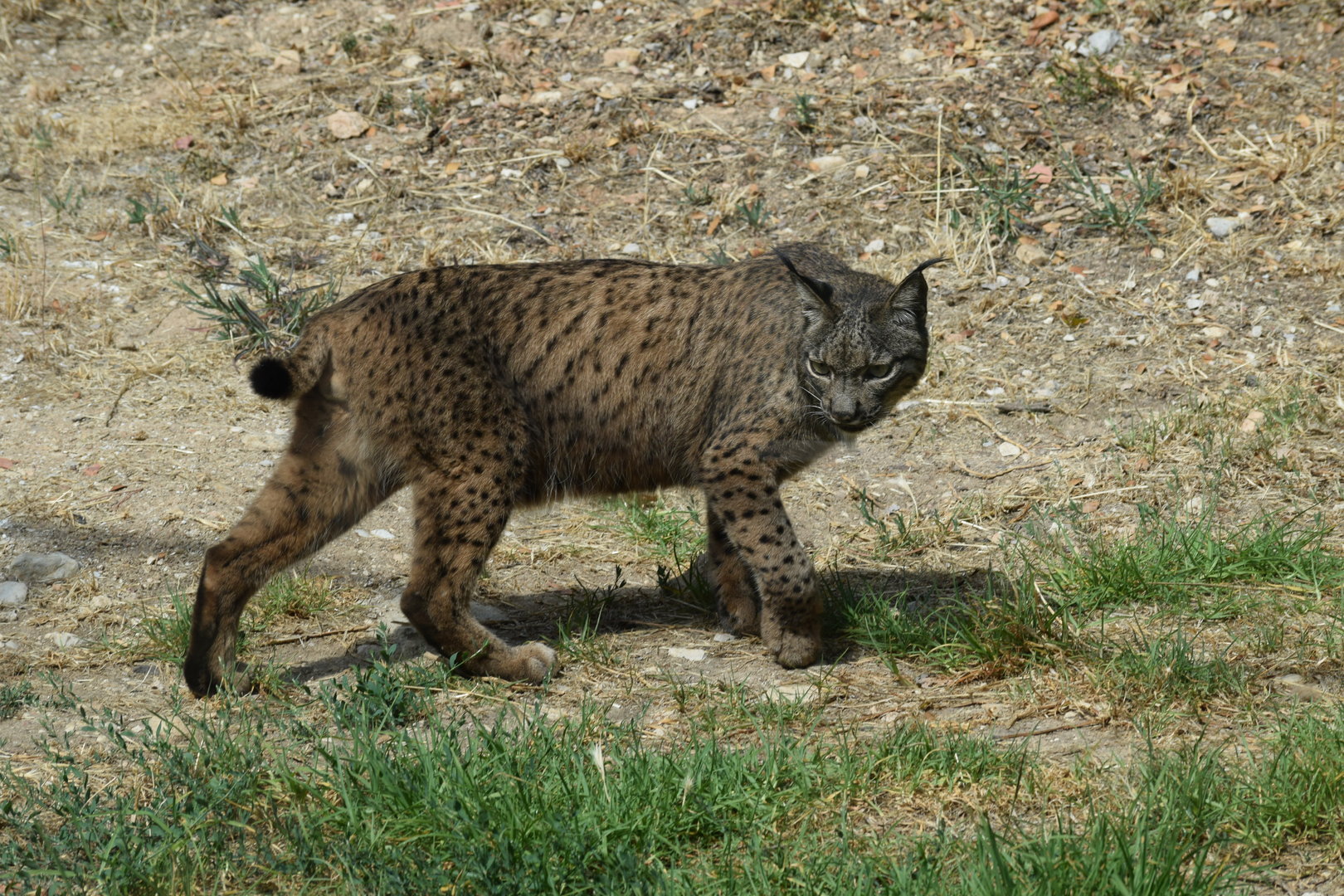 Iberian Lynx