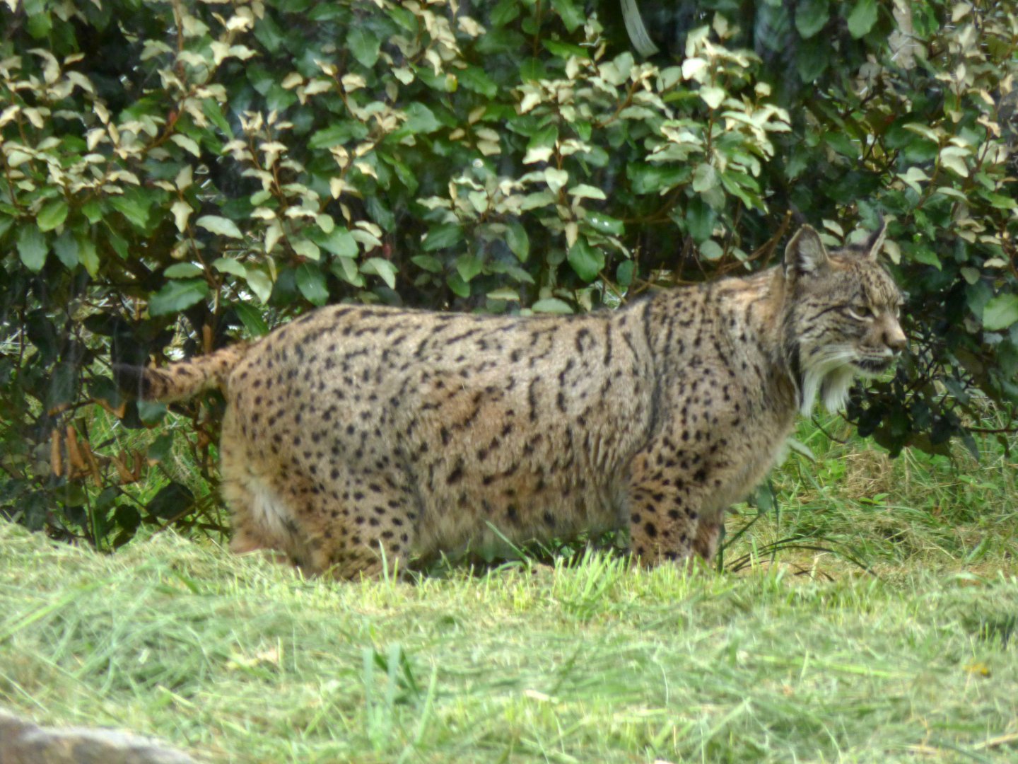 Iberian lynx