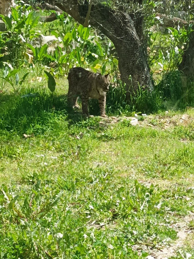 Iberian lynx