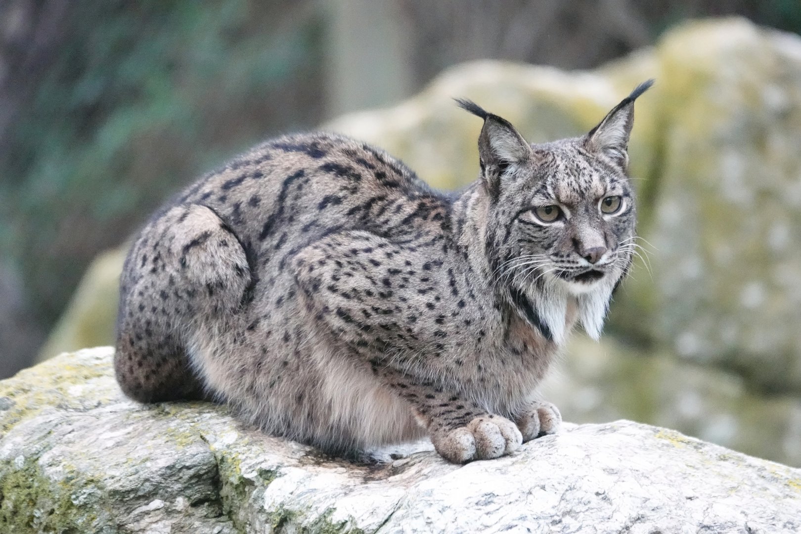 Iberian lynx