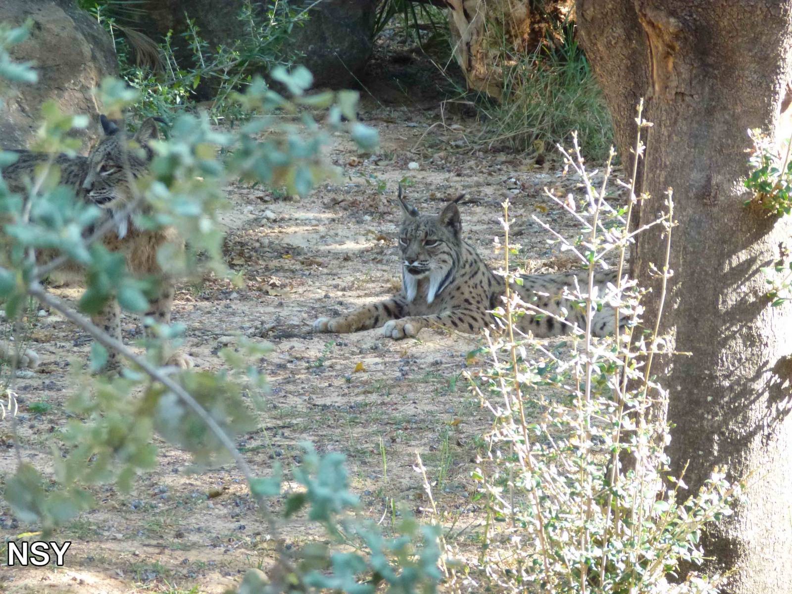 Iberian lynxes, July 2013.
