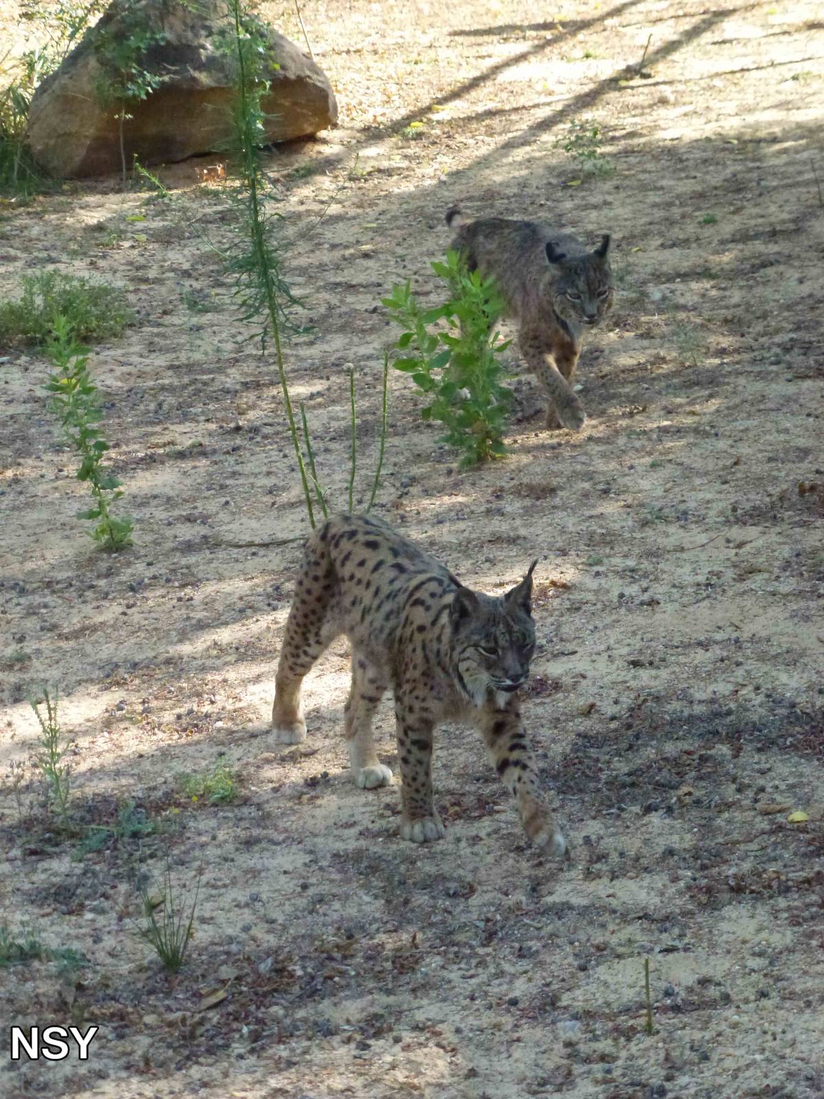 Iberian lynxes, July 2013.