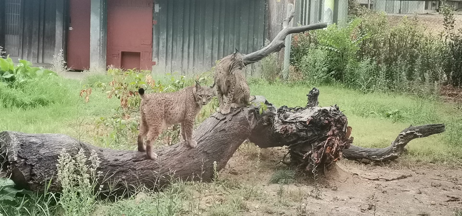 Iberian Lynxes