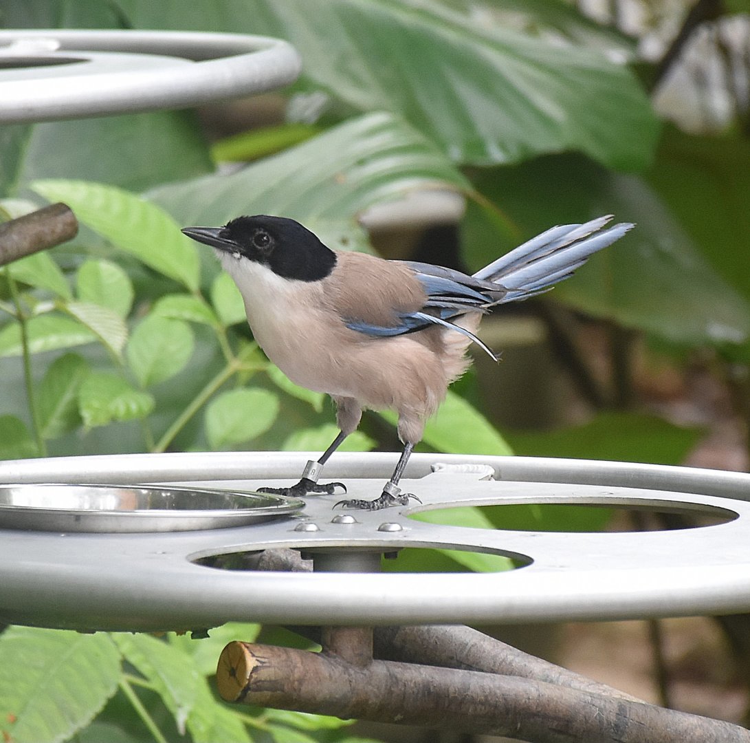 Iberian Magpie (Cyanopica cooki)