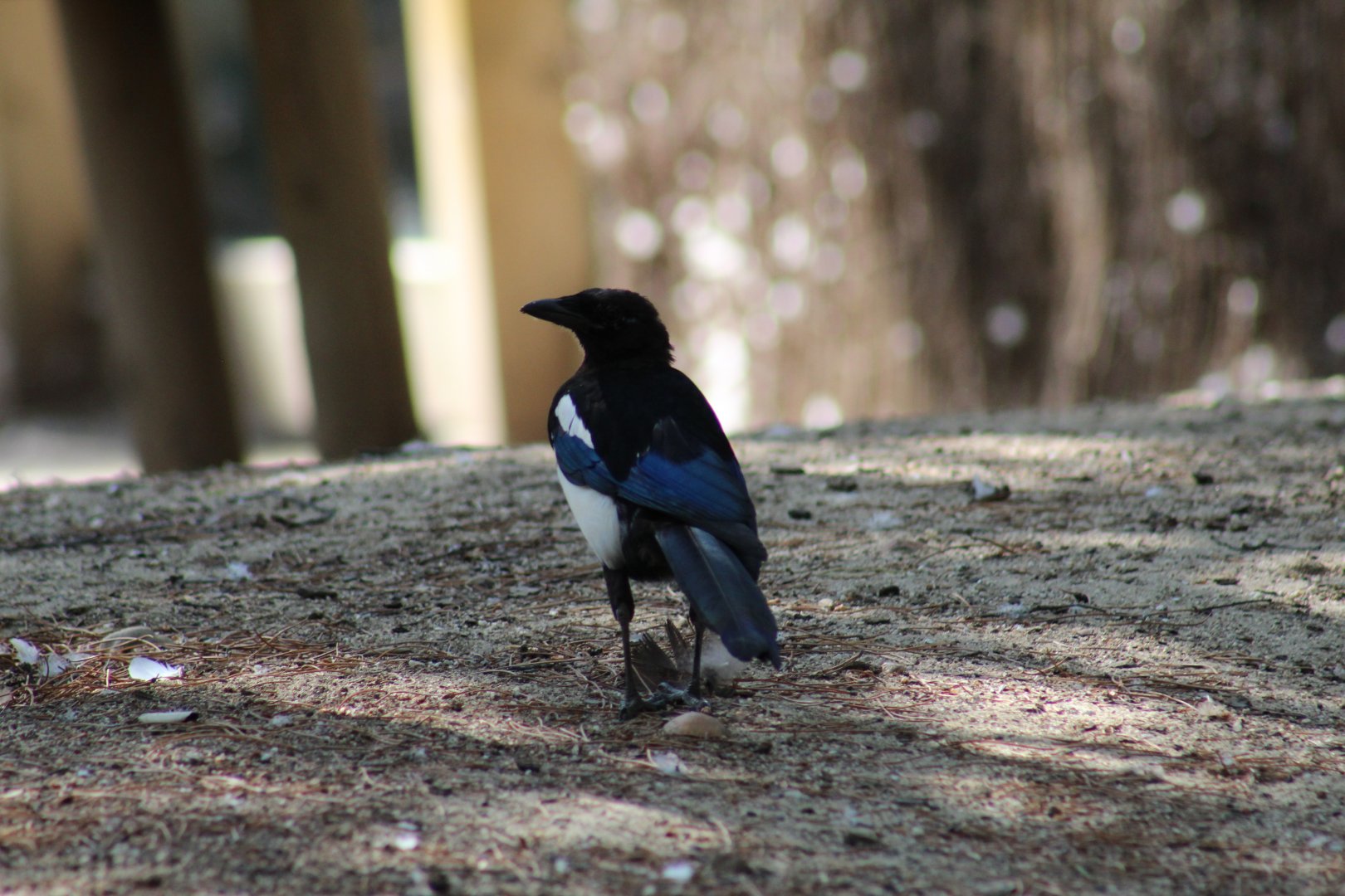Iberian Magpie