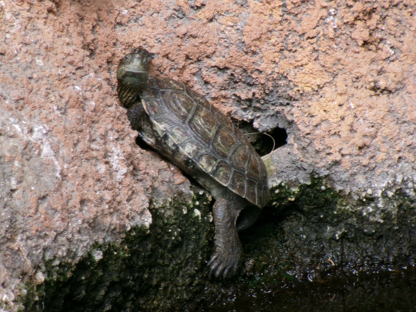 Iberian pond turtle