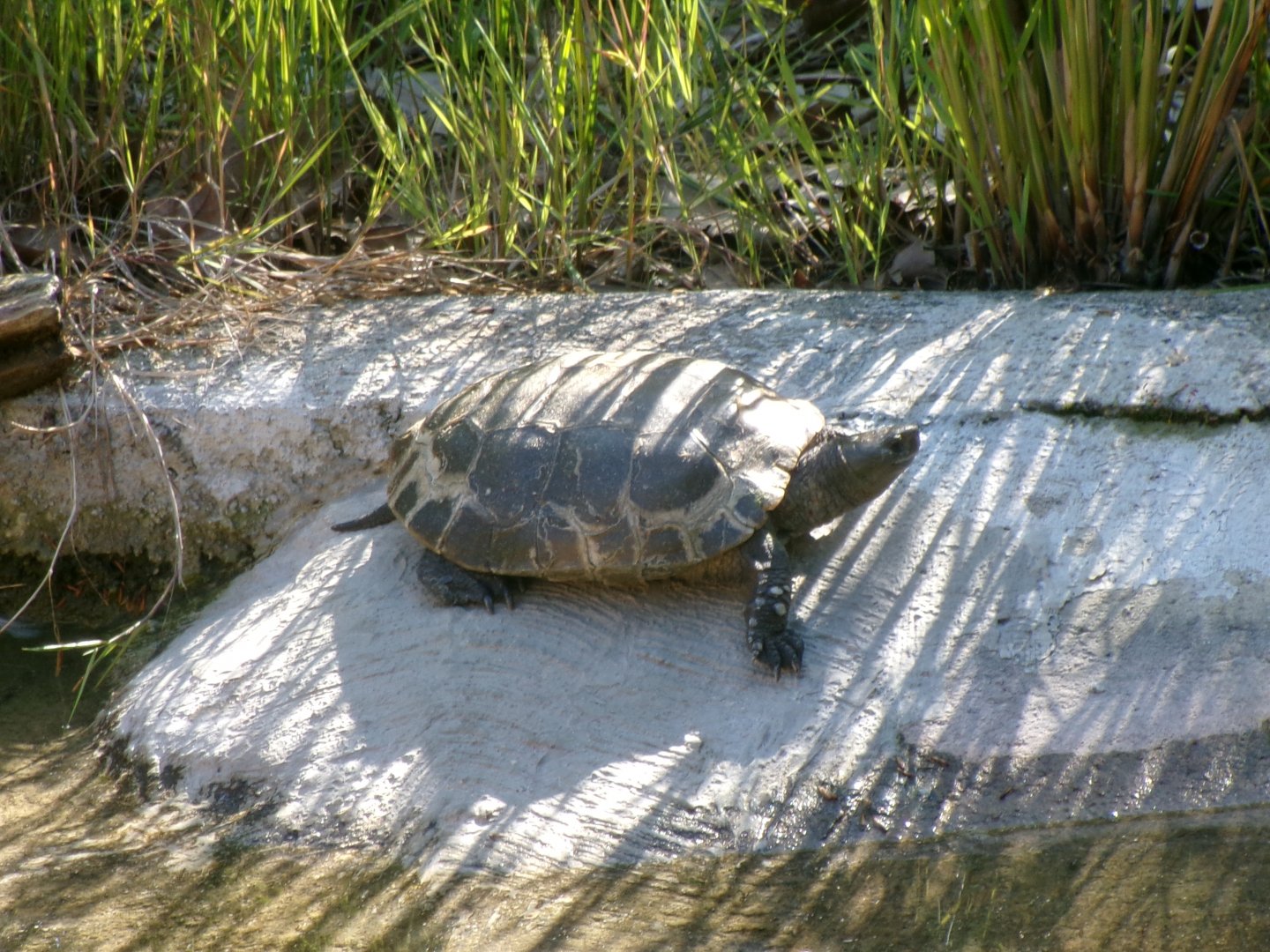 Iberian pond turtle
