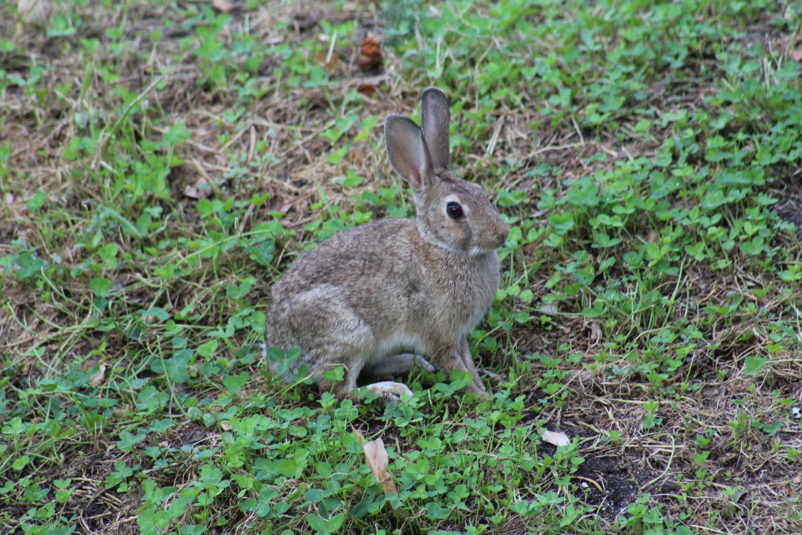 Iberian Rabbit