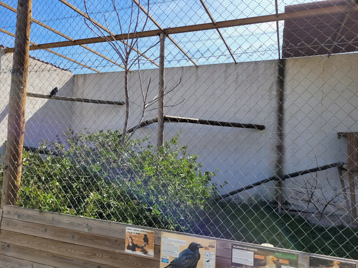 Iberian raven and Western Egyptian vulture exhibit -Tierra Rapaz (2024)