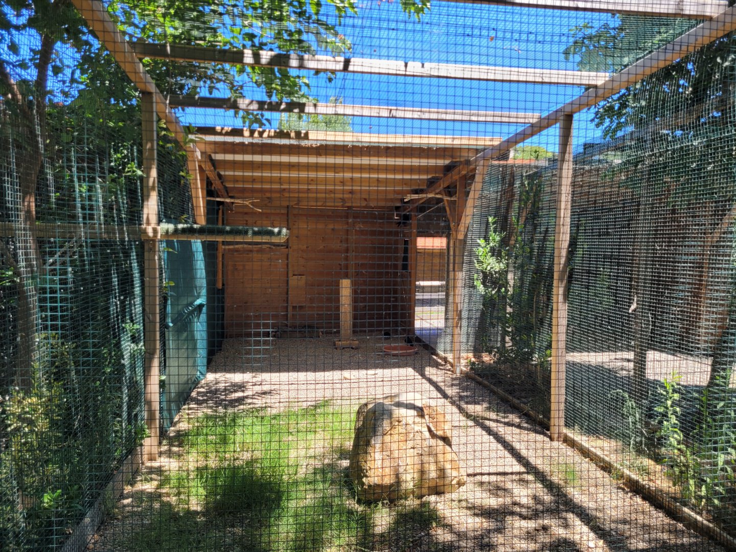 Iberian red-billed chough exhibit -Sendaviva (2024)