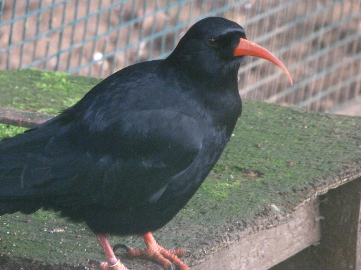 Iberian red-billed chough -Zoo de Santillana del Mar (2024)